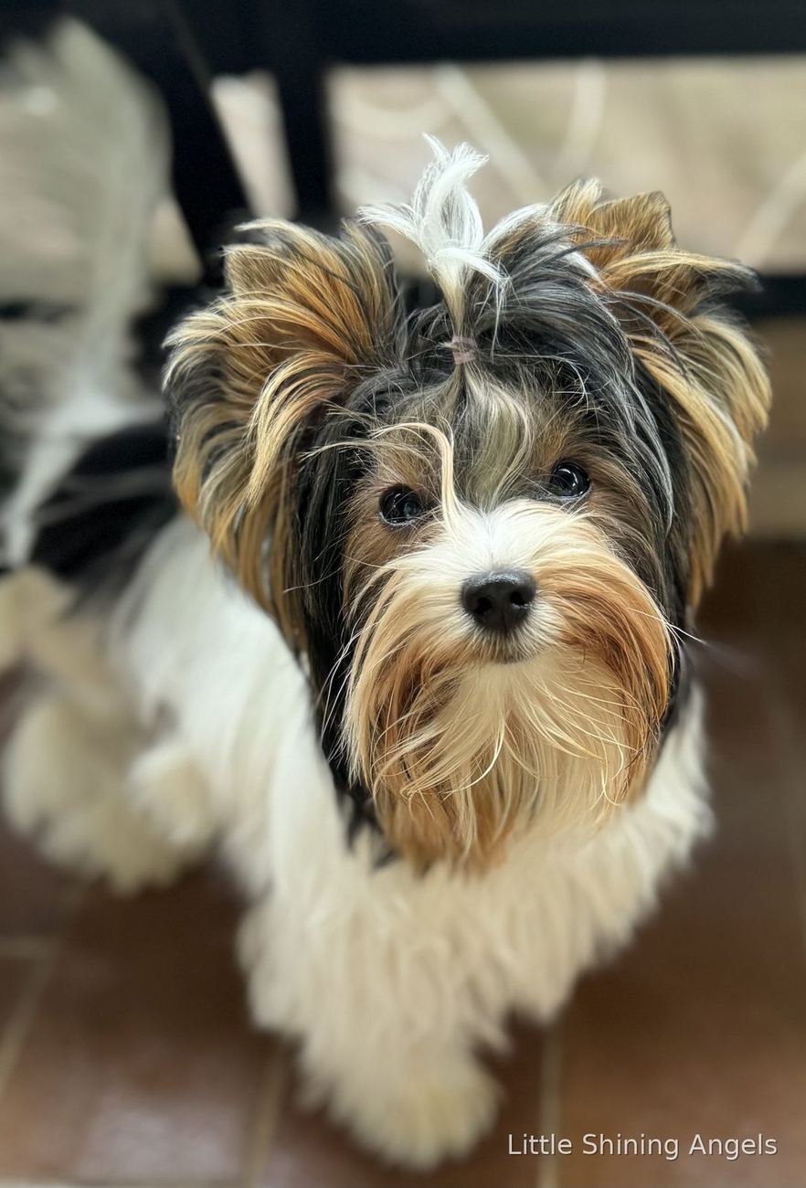Biewer terier — portret