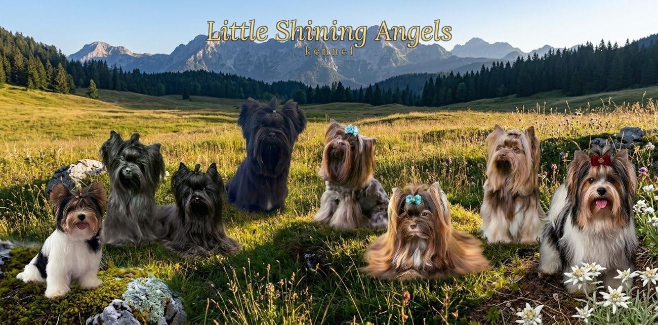 Little Shining Angels — naši psi