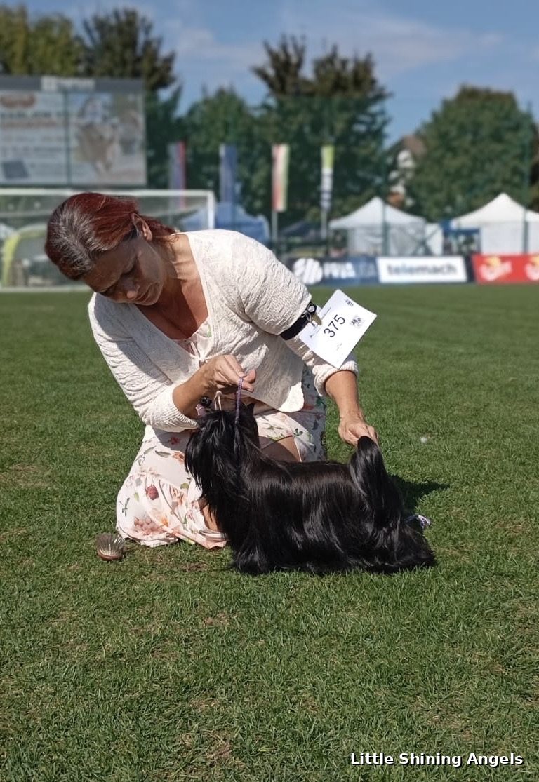 Priprava psa v ringu — CACIB Lendava 2026, Little Shining Angels
