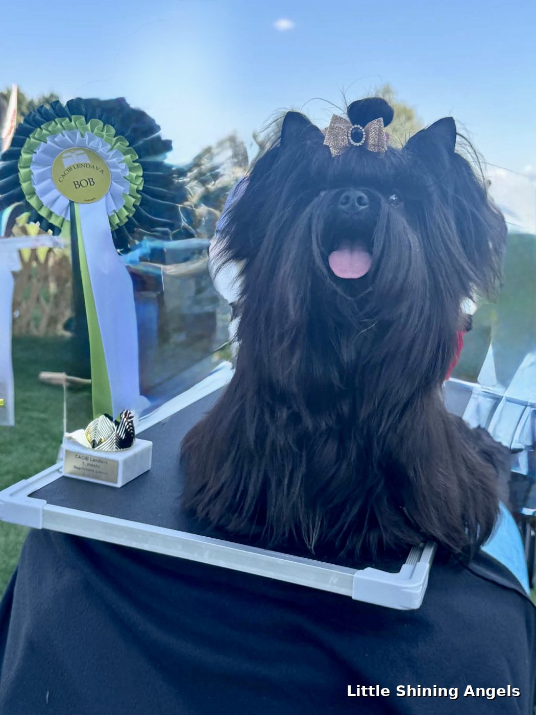 Wolfy, črni terier (črni yorkie) — BOB in 1. mesto, CACIB Lendava 2026, Little Shining Angels
