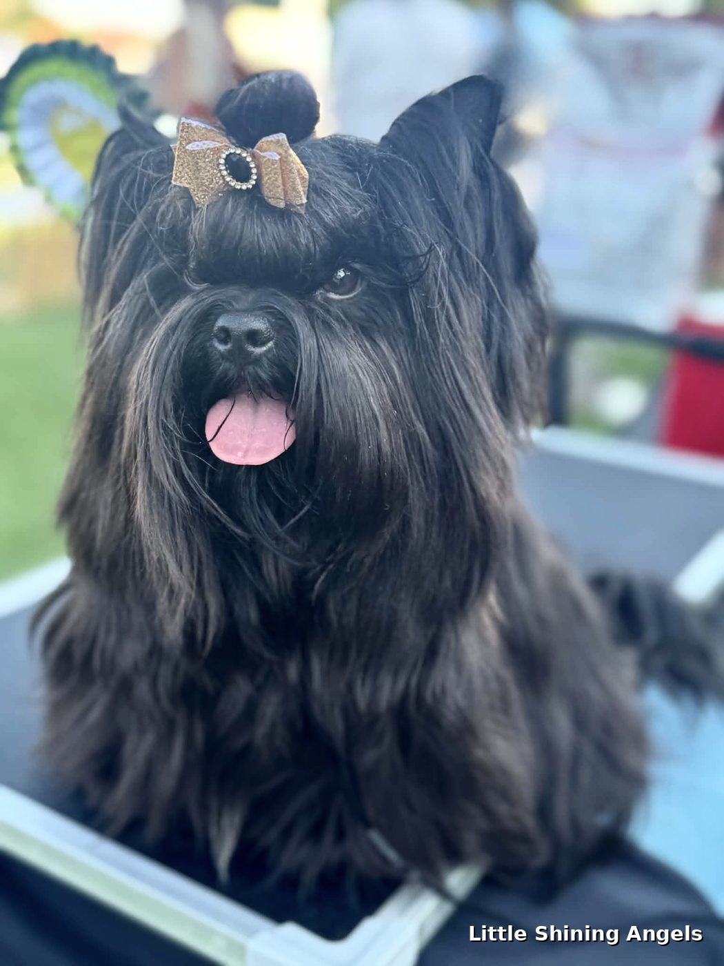 Wolfy, črni terier (črni yorkie) — portret, CACIB Lendava 2026, Little Shining Angels
