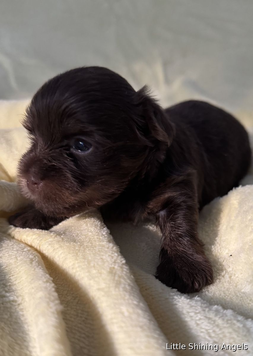 Čokoladni terier (čokoladni yorkie) mladiček 1, Little Shining Angels