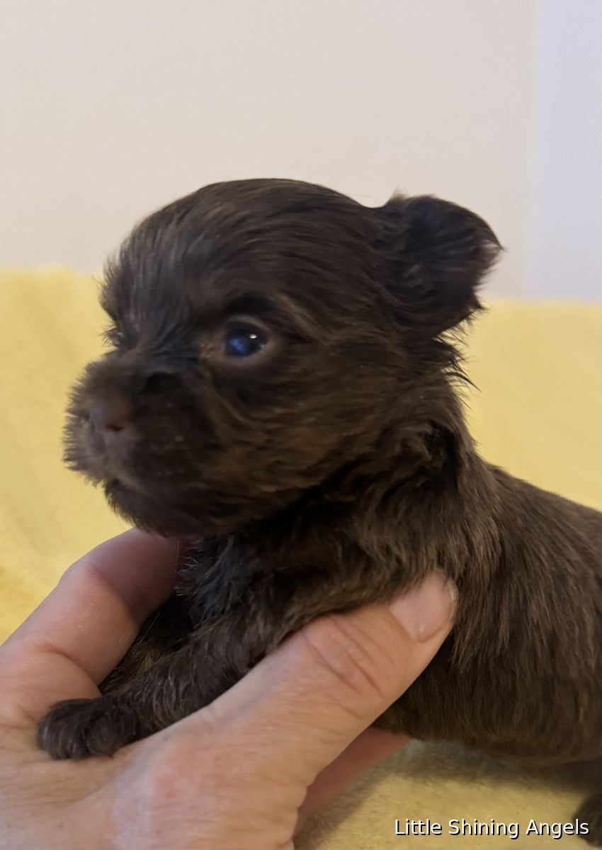 Čokoladni terier (čokoladni yorkie) mladiček 4, Little Shining Angels