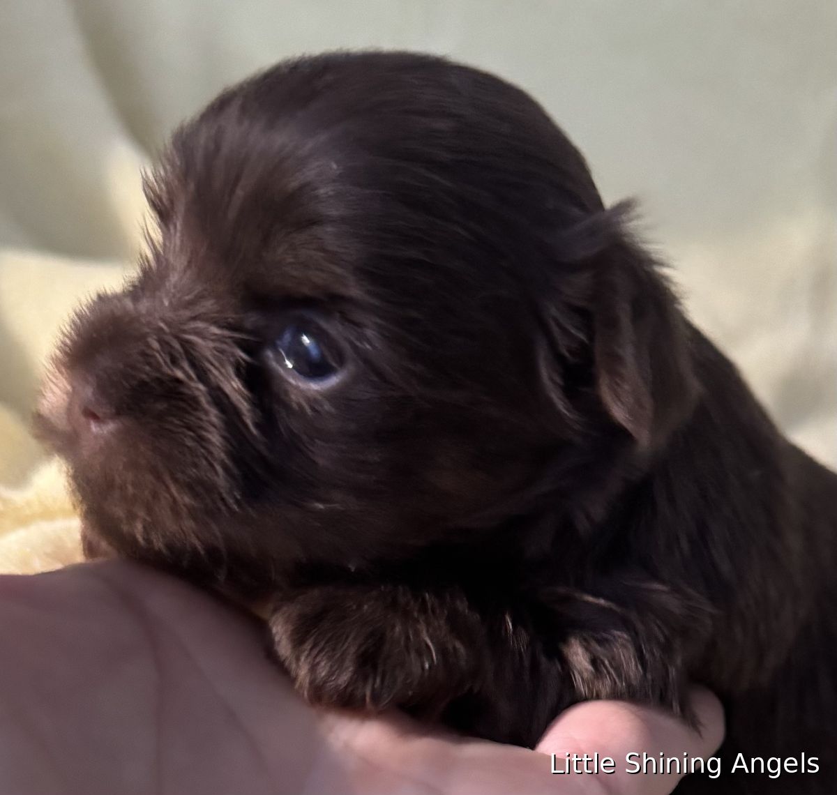 Čokoladni terier (čokoladni yorkie) mladiček 5, Little Shining Angels