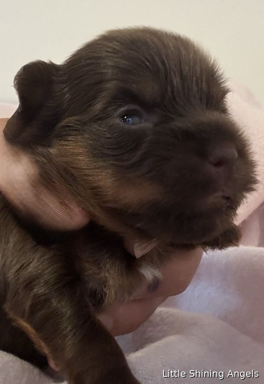 Čokoladni terier (čokoladni yorkie) — deklica je odprla oči, Little Shining Angels