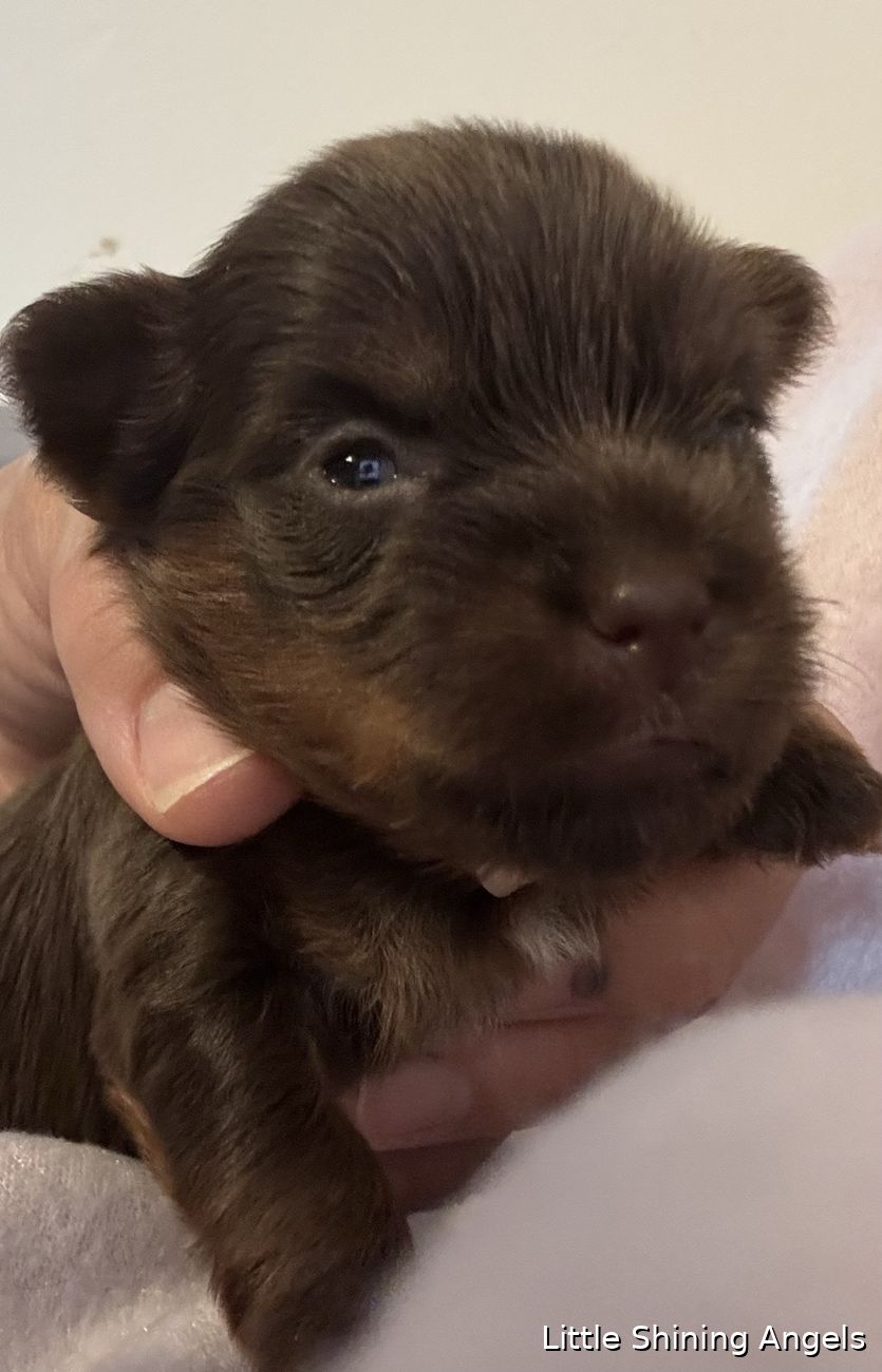 Čokoladni terier — mladička prvič kuka na svet, Little Shining Angels