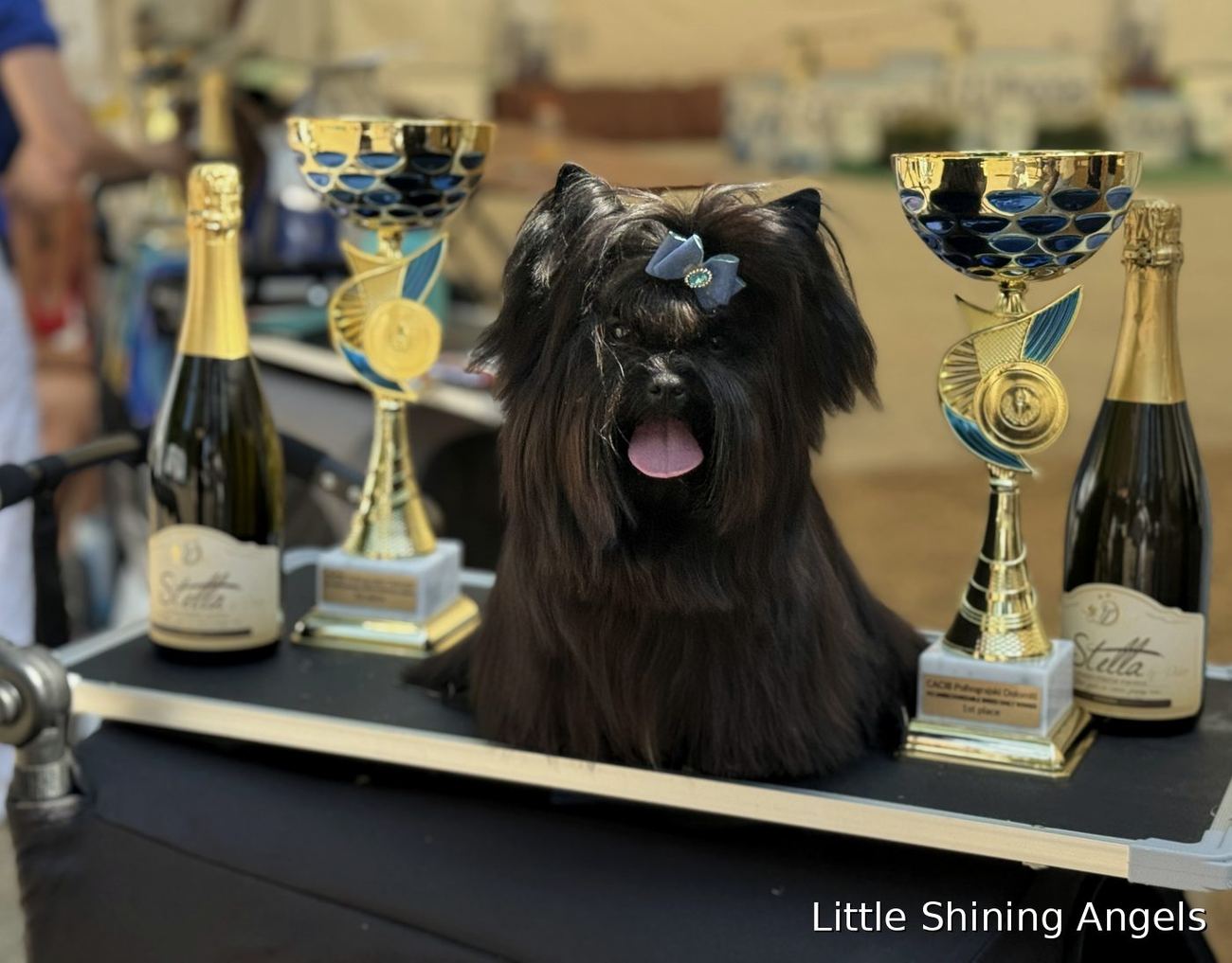 Črni terier Little Shining Angels — CACIB Polhograjski Dolomiti 2026, prvo mesto in CAC