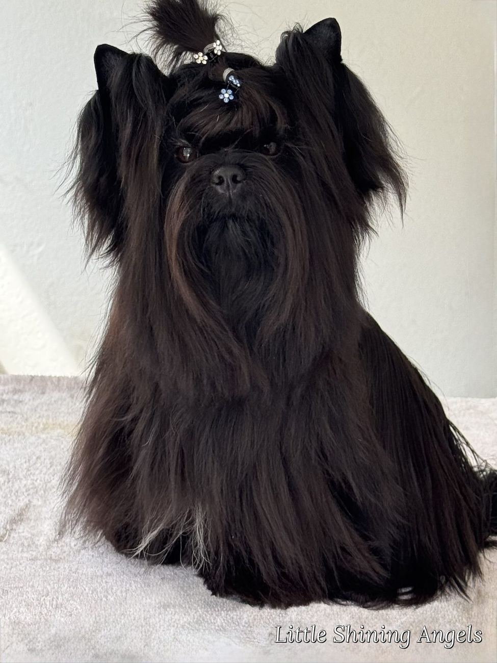 Wolfgang Onyx Nigrum Caritate — prvak pasme